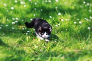 Ferienwohnung Katzheim - 1