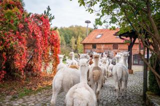 Gościniec Bocianowo - Stręgiel - 1