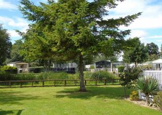 Fir Trees - 8