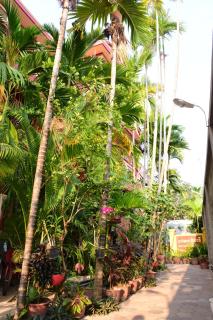 Bou Savy Guesthouse - Siem Reap - 2