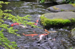 Yoshiike Ryokan - Hakone - 7
