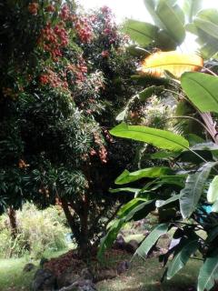 Kaz nature, mon zarlor - Saint-Joseph - 5