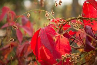 Tiny Haus auf idyllischem Grundstück im Rittergut - 8