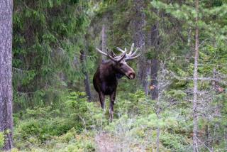 The Cub Cottage in North Pole AK - 8