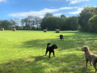 Lilliput - Delightful 1-bedroom shepherd's hut - Holsworthy - 2