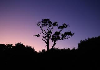 Hananui PurePod - Stewart Island - 9