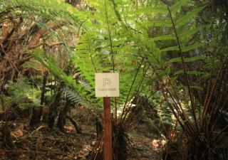 Hananui PurePod - Stewart Island - 4