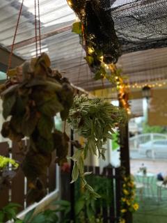 Mutiara Heritage Hidden-Mountain Landed Stays - 6