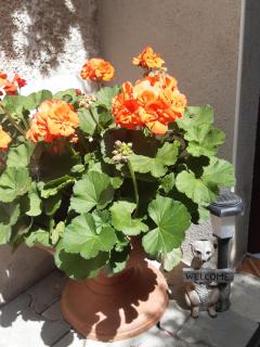 SeidelsFerienparadiesGahlenz - 9