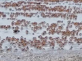 Port Dickson PD Paradise Lagoon Condo Homestay - 1