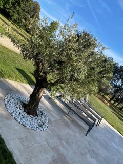 Domaine des Oliviers - Saint-Savin - 1