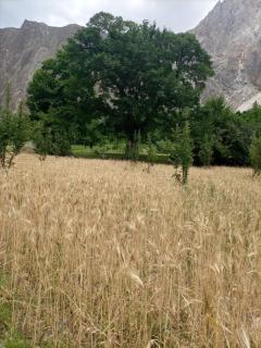 Siwakhat Huts - 2