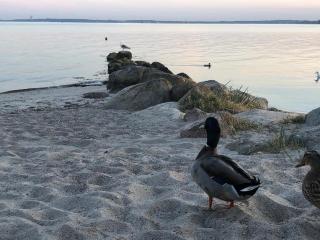 Ostseecamp Lübecker Bucht Seeigel - Scharbeutz - 9