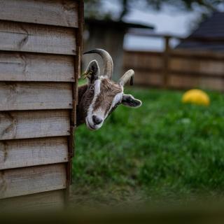 Fig Tree Cottage - 8