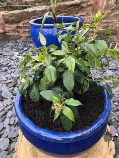 Coastal Village Cottage - 1