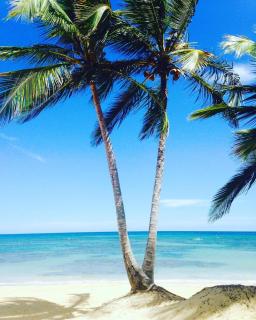 Playa Palmera Beach Resort - Punta Cana - 7