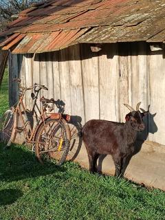 studio apartman Ervi - 1