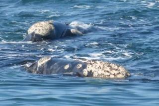 65onCliff - Gansbaai - 2