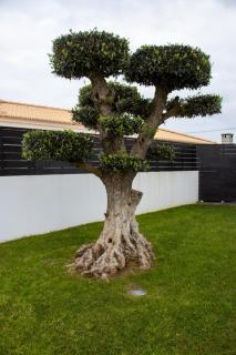 Sunrise Villa - Sagres - 2