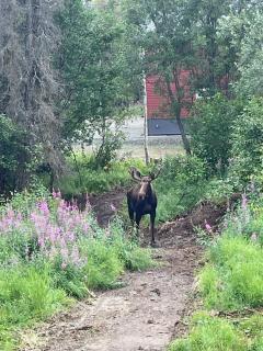 Lazy Moose Cottage in Willow, HotTub & Privacy - Willow - 4