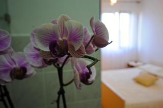 Apartments Marija - Bibinje - 9