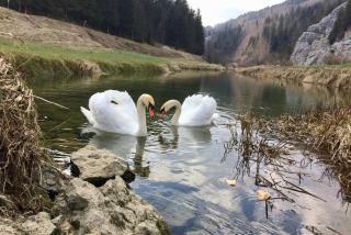 L'arbre à chapeaux - 7