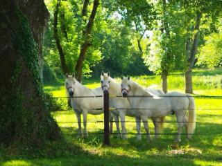 Maison de campagne au cœur d'un élevage de poneys connemara - Le Landreau - 4