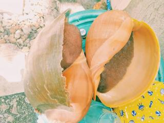 DJL House Homestay -Bantayan Island - 4