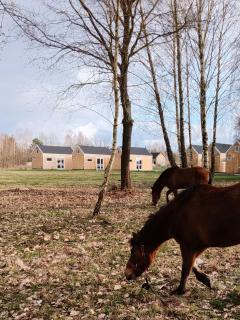 ZAGAJNIK Country Camp obok Suntago - 6