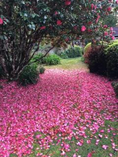 English Gardens - Forest Spa Suite - 5