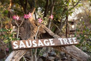 Sausage Tree Safari Camp - 7