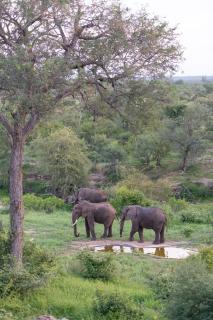 Sausage Tree Safari Camp - Balule Game Reserve - 8