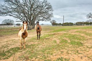 Dog-Friendly Texas Ranch with Patio, Horses On-Site - Aubrey - 9