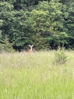 Gorgeous cabin 3bdrm/3bth, hot tub, fireplace, kid/pet friendly - 3