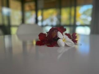 Paparei Beachfront Bungalows, Aitutaki - Arutanga - 6