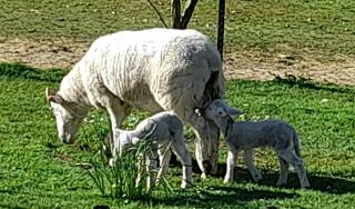 Old School Rocky Cape Group Retreat Sleeps 10 - 1