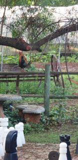 Hollybrooke Adventure Farm - Skeerpoort - 5