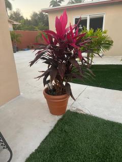 Paradise Oasis3 - 6