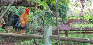 Hollybrooke Adventure Farm - Skeerpoort - 9