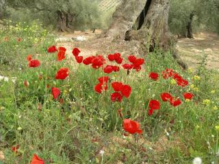 La Molina Del Olivar - Peaceful Location - Ríogordo - 7
