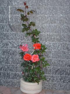 Hotel La Capannina - 1