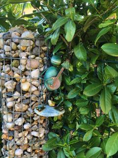 Ferienwohnung KWV11EG "Seefrosch im Küstenwald" - Graal-Müritz - 2