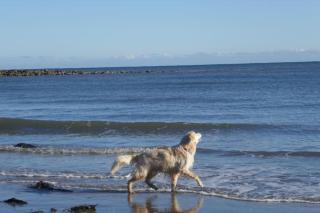 Blacksmith’s Barn - Cosy, Chilled & Dog Friendly. - 7