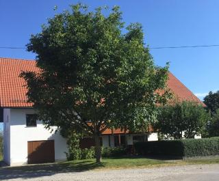 Ferienwohnung Mit Garten Im Schönen Tannheim - Tannheim - 9