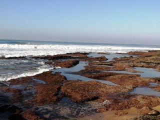 Syringa Sea View - Pennington - 6