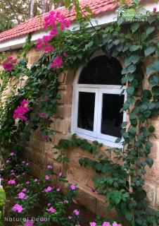 Dreamland by Nature's Abode® Villas - Ahmedabad - 3