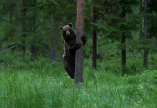 Bear Watching Hide of Alutaguse - Palasi - 0
