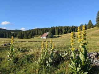 Ferme d'alpage La Bâtie Dessous - Mouthe - 8