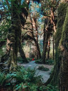 Wander Camp Olympic - Port Angeles - 3