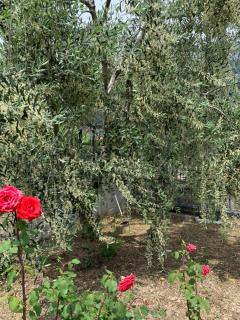 Agritur Stefenelli - Nago-Torbole - 2